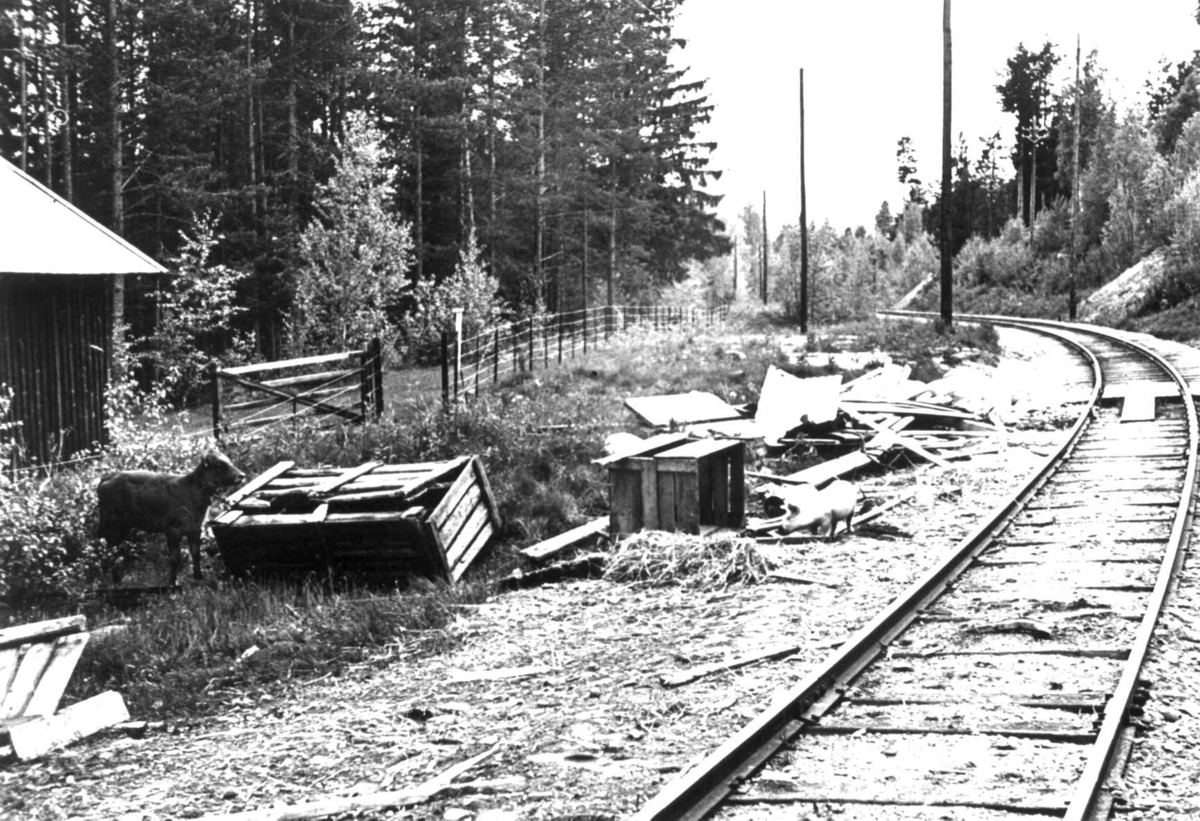 Anna Grostøl, Jernbanespor. Sør for Røros, nord for Koppang, Hedmark 1939.
