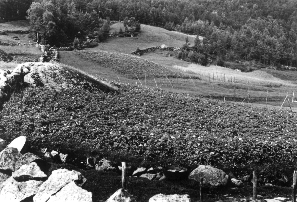 Anna Grostøl, "Hamp-ågr-berje" sett fra løa. Haddeland 1941.