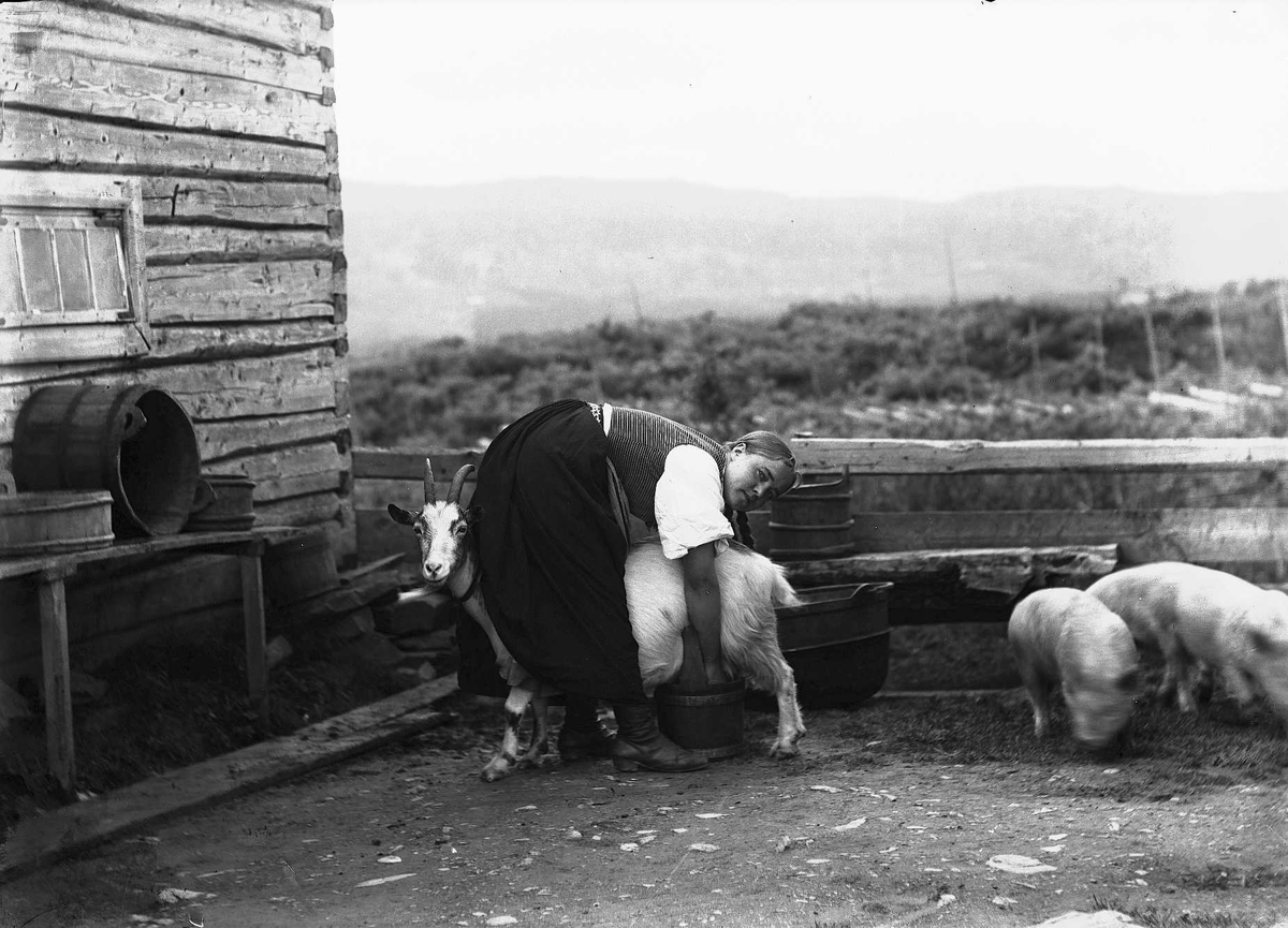 Solveig Lund, Kvinne i nasjonaldrakt melker geit ved seter. To griser ved siden av.