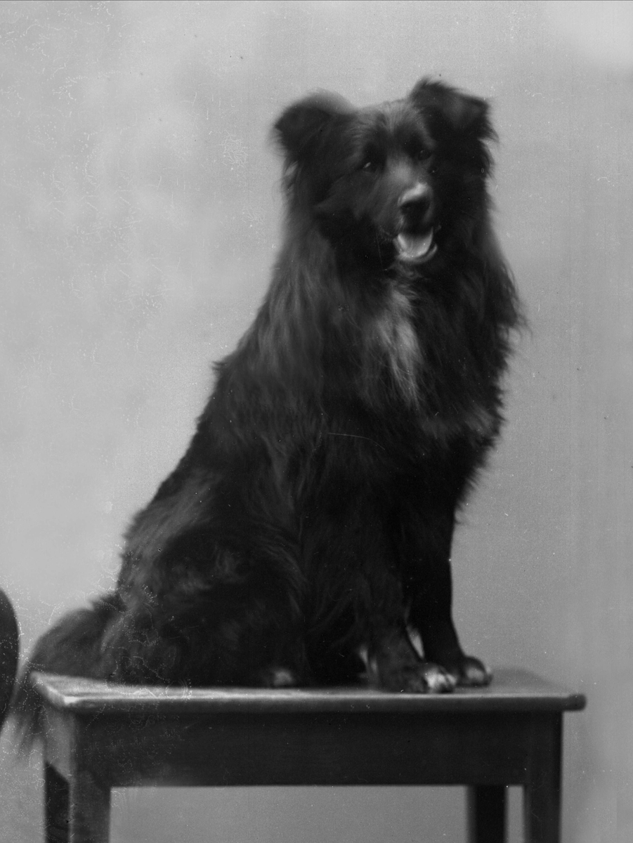 Gustav Borgen, Portrett, hund på et bord. Bennets hund.
