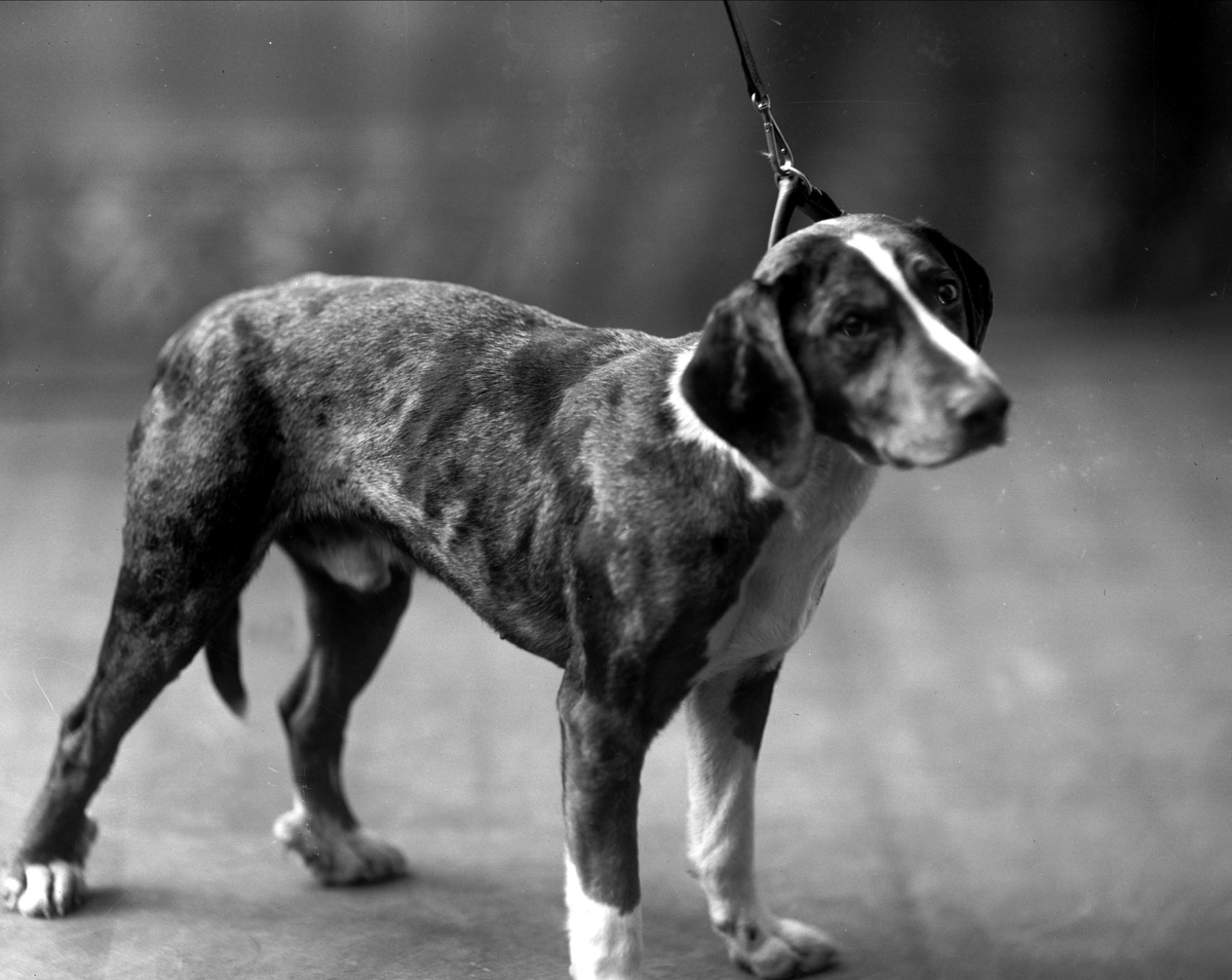 Gustav Borgen, Avfotografering. Portrett, hund i bånd.