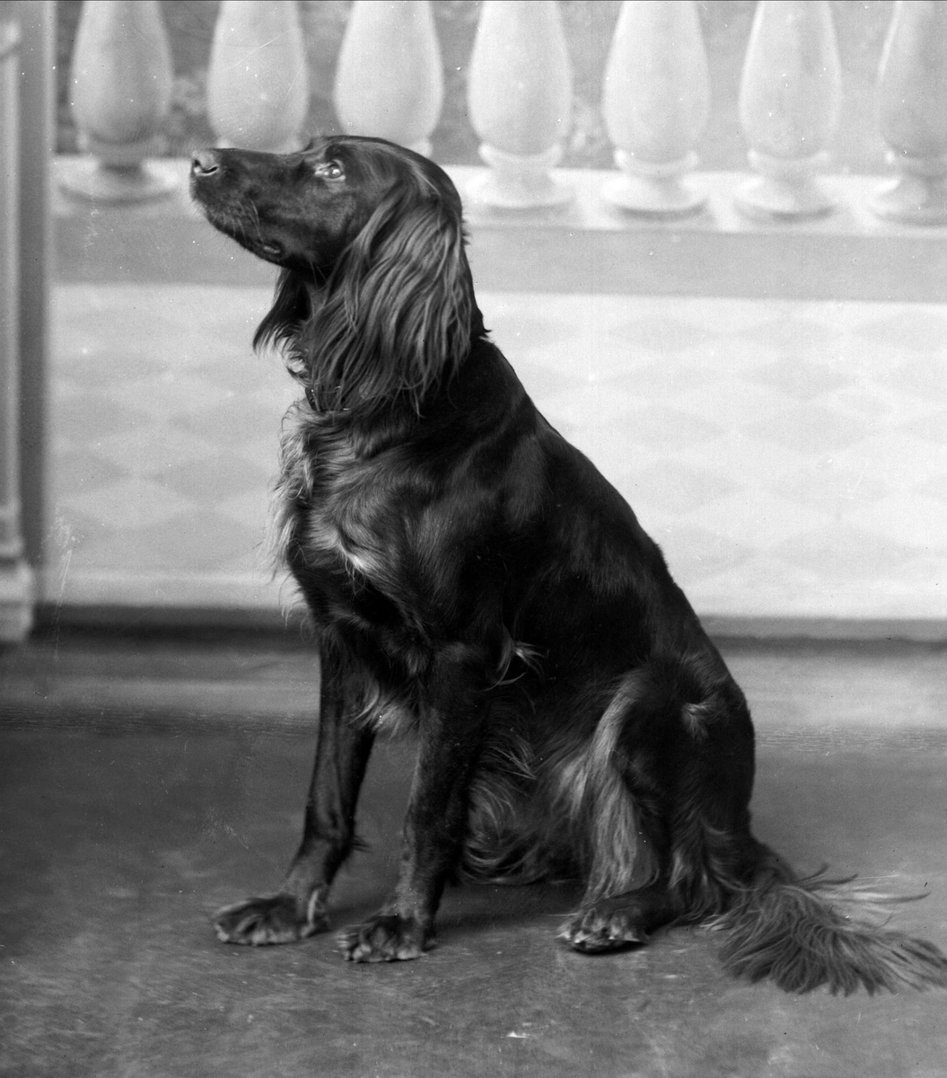 Gustav Borgen, Portrett, hund.