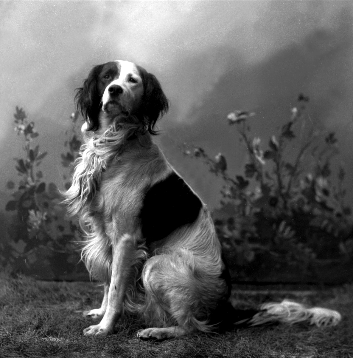 Gustav Borgen, Portrett, sittende hund. Mossevigs hund