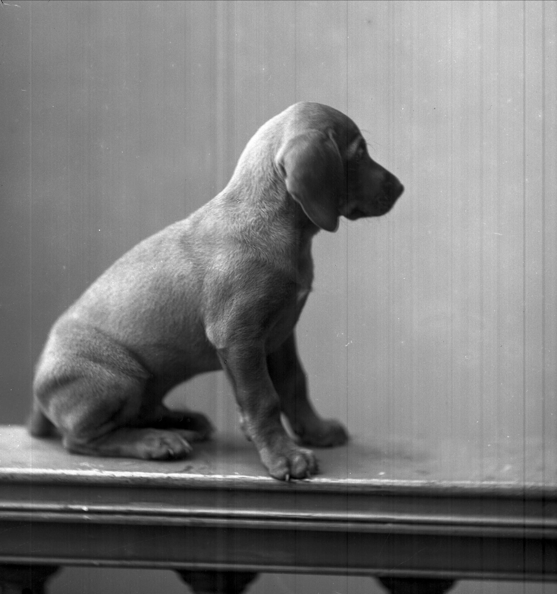 Gustav Borgen, Portrett, hundevalp. Baker Hansens hund.