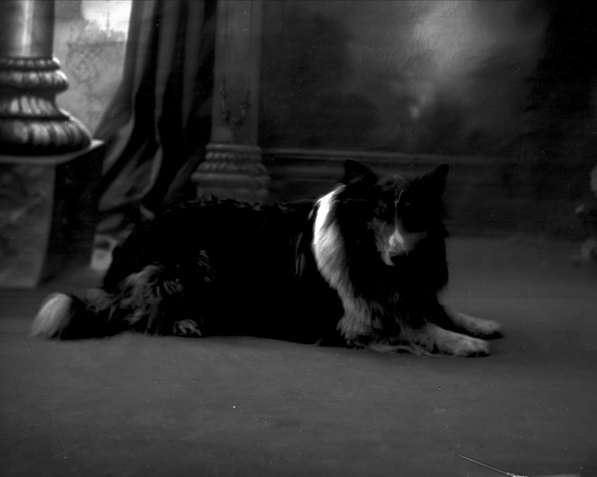 Gustav Borgen, Portrett, general Bratlies hund, en collie.