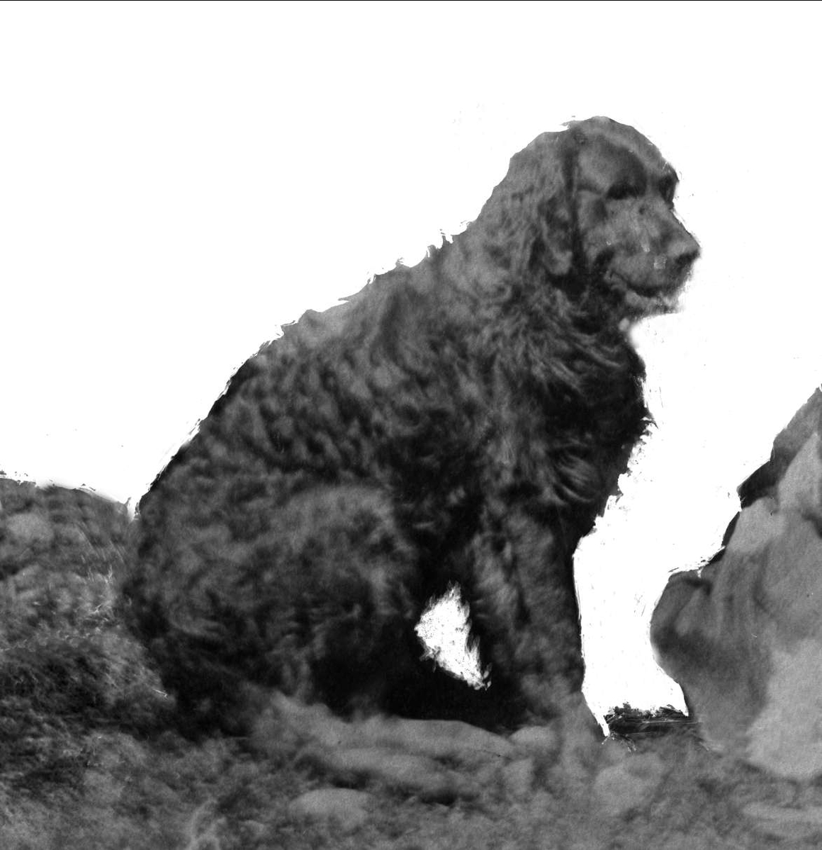Gustav Borgen, Avfotografering. Portrett, sittende hund.