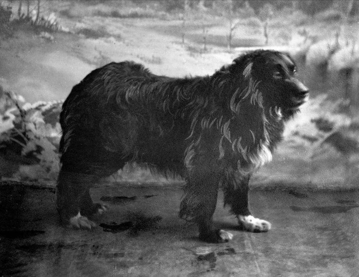 Gustav Borgen, Portrett, hund.