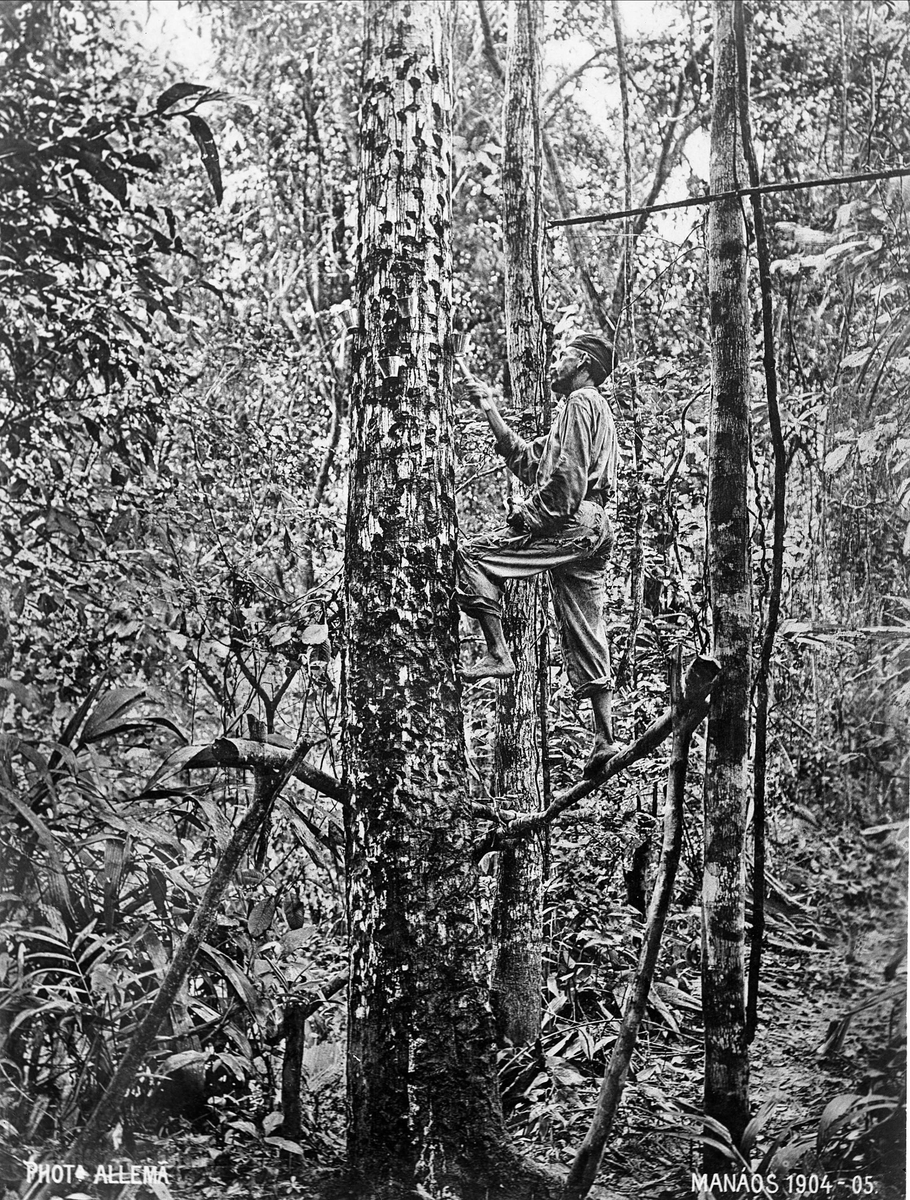 Gustav Borgen, Avfotografering. Mann klatrer i et tre, Manáos (Brasil?), 1904-1905. Maleren Backers kopi, 1916.