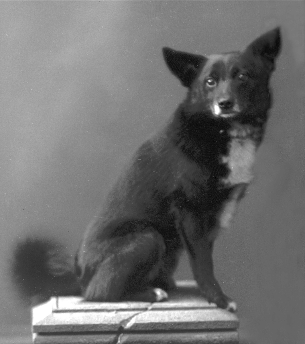 Gustav Borgen, Portrett, sittende hund. Løytnant Arents hund.