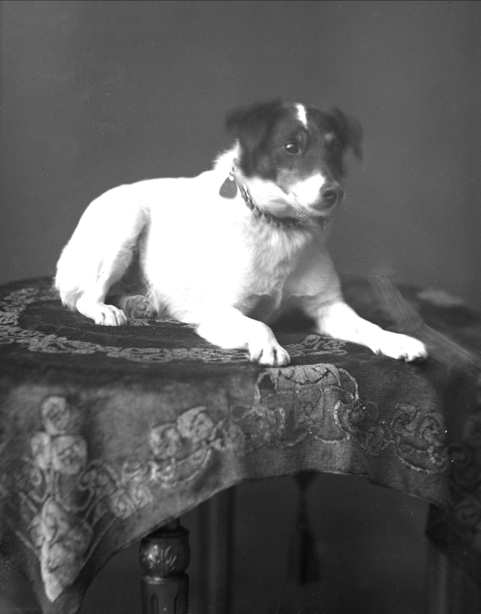 Gustav Borgen, Portrett, liggende hund på teppe på bord.