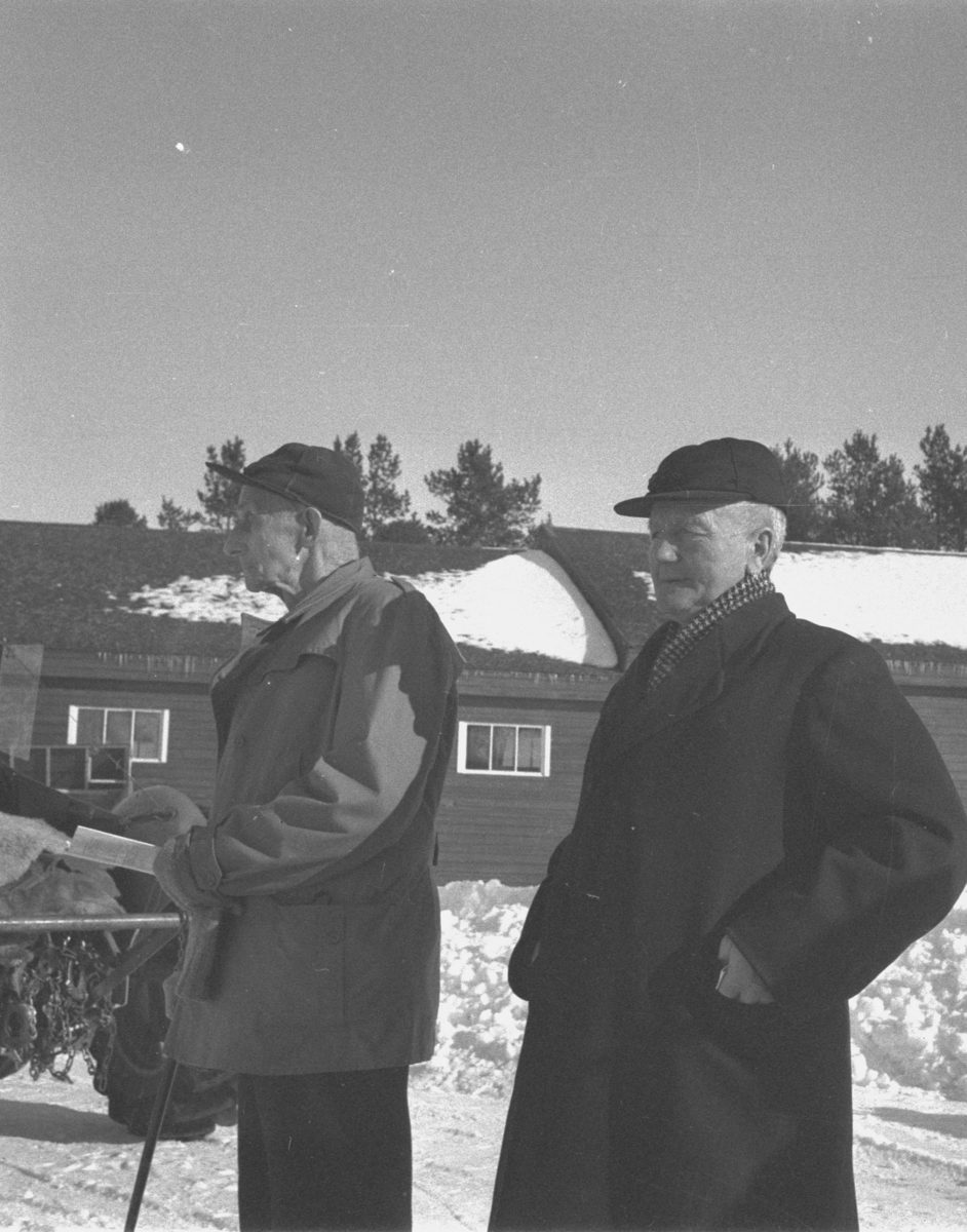 Per Magne Grue, Tynset, Utstillingsplassen, To hestekarer