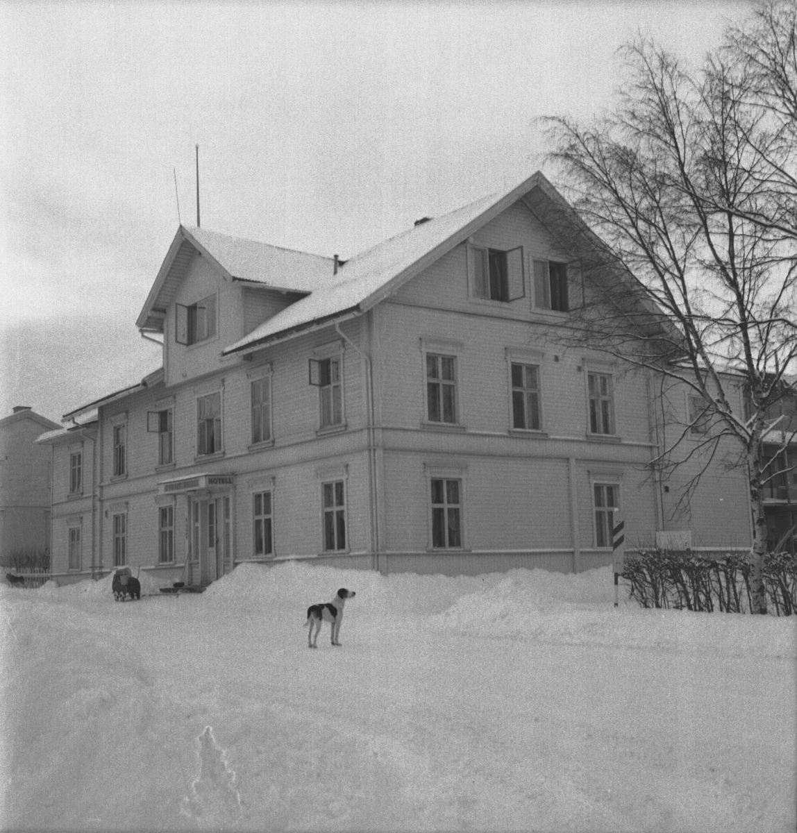 Per Magne Grue, Tynset, Tynset hotell, Barnevogn, Hund