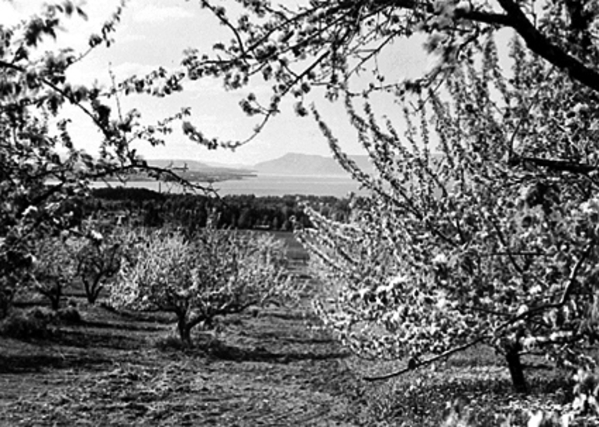Anno Domkirkeodden, UTSIKT HOL GÅRD MOT MJØSA, EPLEBLOMSTRING