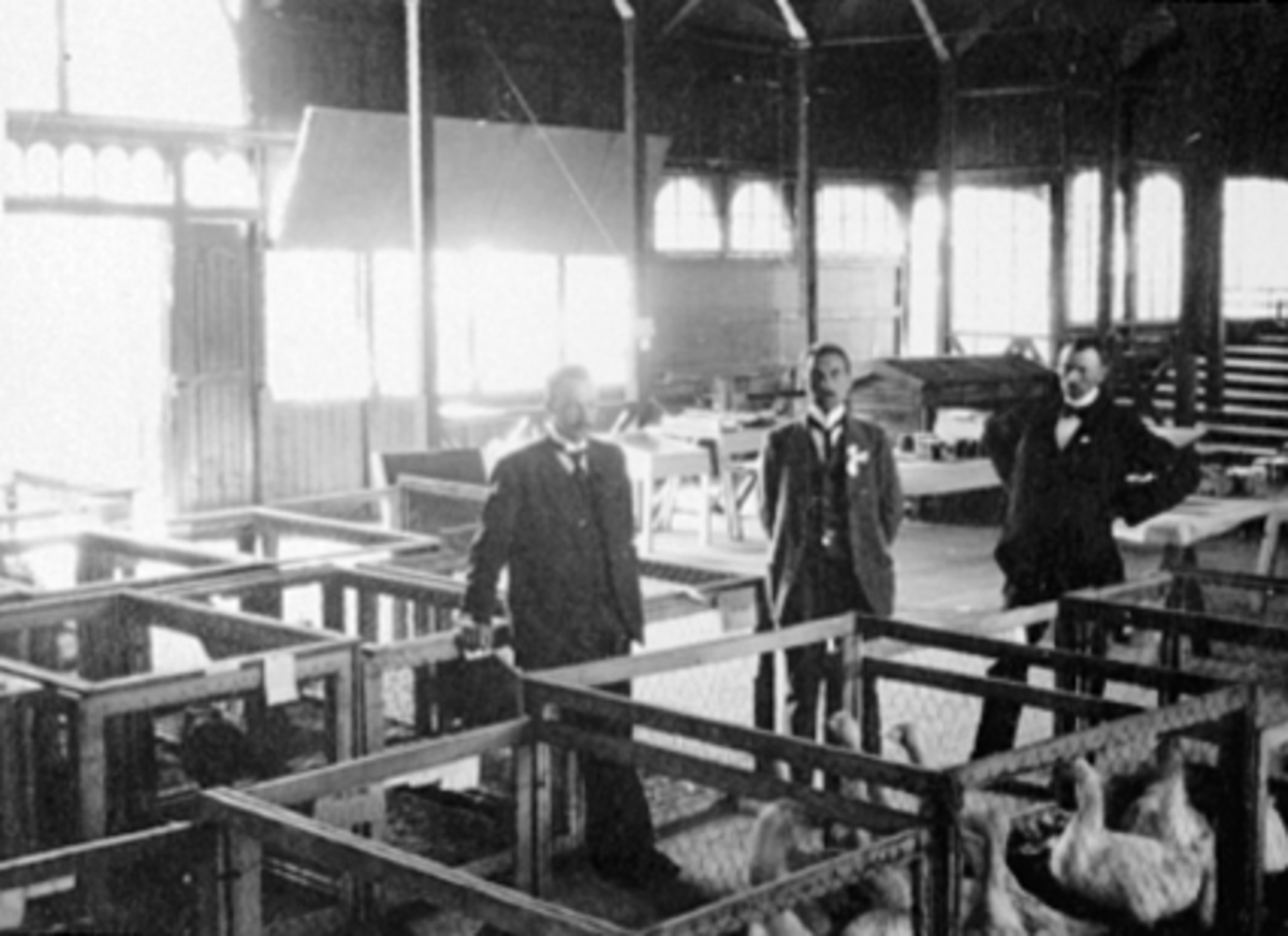 Anno Domkirkeodden, INTERIØR, BINDRINGSUTSTILLINGEN, DYR, JORDBRUKSPROD. , 3 MENN, GJESSHagebrukslærer Andersen tilv. , "Pelle" til h.