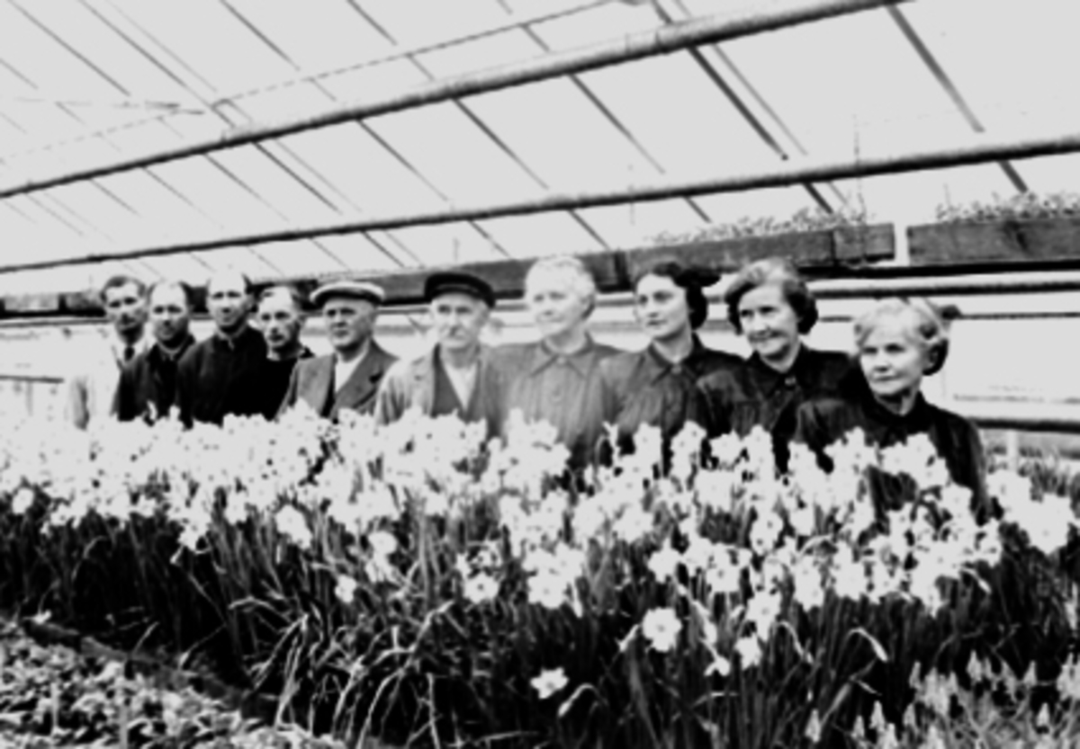 Anno Domkirkeodden, Gruppe, 10 personer, familiene Fuglseth, Eggen, Drivhus, liljer, blomster. Fra v: Håkon A. Eggen, Nils Fuglseth, Olav Fuglseth, Oddvar J. Eggen, Carl Fuglseth, Ole Chr. Fuglseth, Olga Fuglseth, Julie Eggen, Ella Fuglseth, Inger Marie Fuglseth. Fuglseths gartneri, drivhus