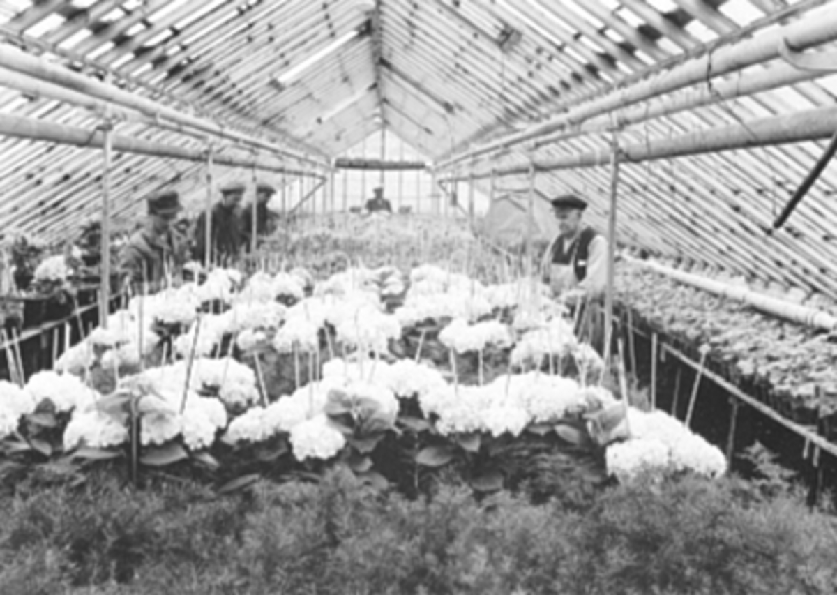 Anno Domkirkeodden, FUGLSETHS GARTNERI, INTERIØR DRIVHUS, POTTEPLANTER, HORTENSIA.
