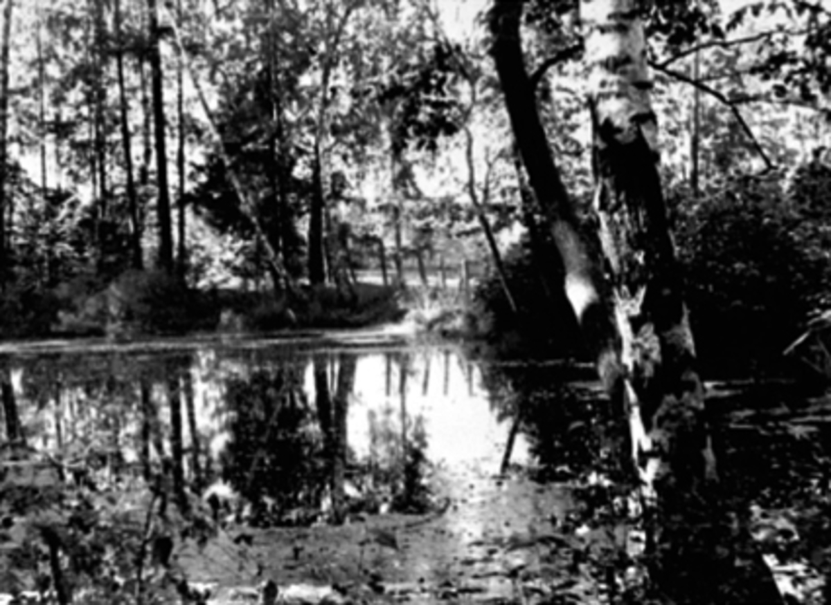 Anno Domkirkeodden, ANKERSKOGEN, VANN, TJERN, TRÆR