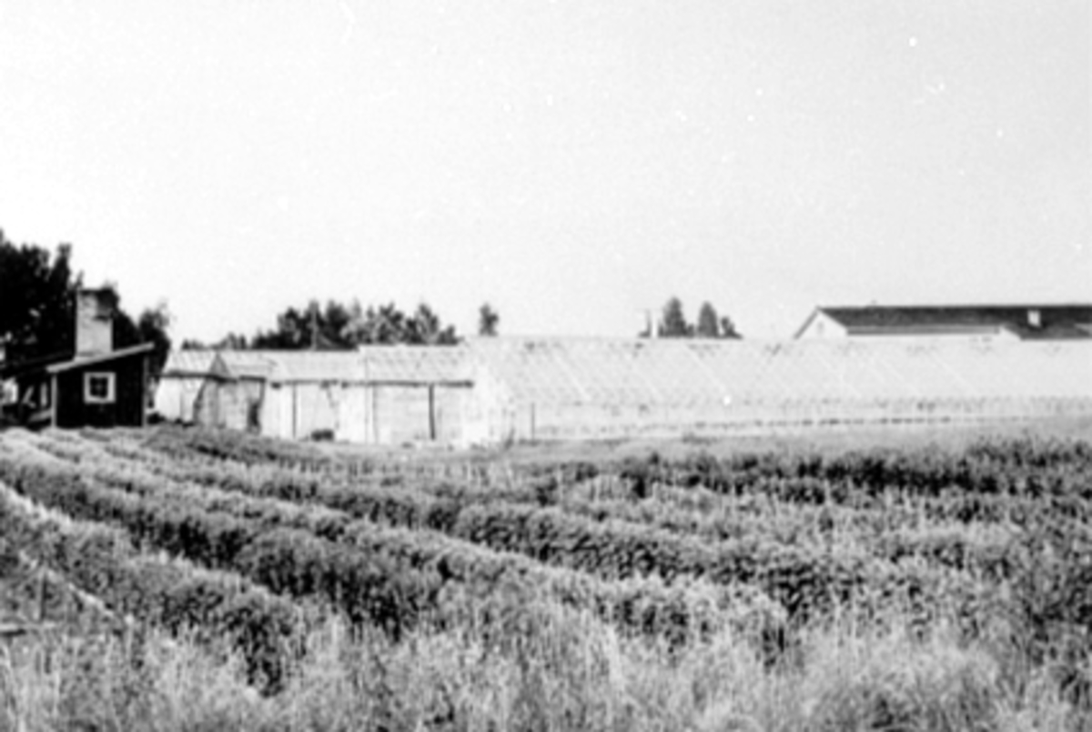 Anno Domkirkeodden, KJELL KARLSENS GARTNERI I NORDVIKVEGEN 70