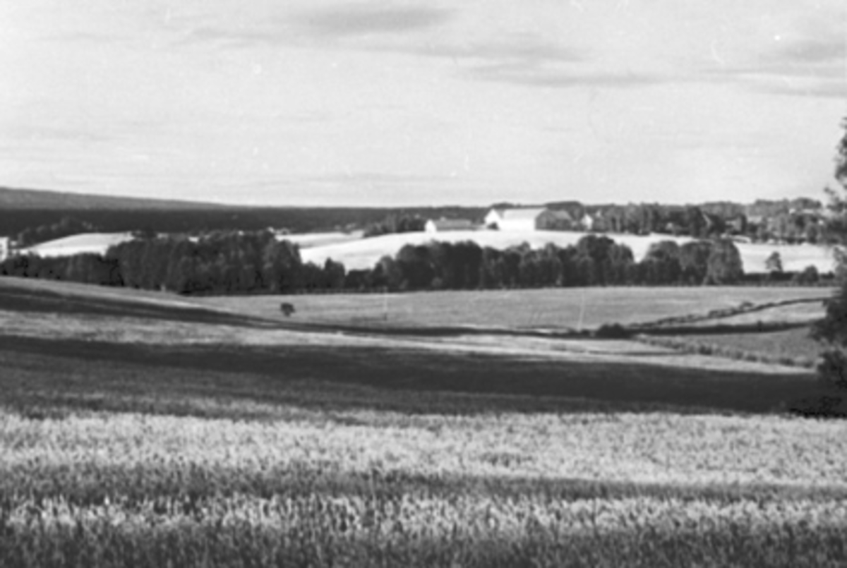 Anno Domkirkeodden, OVERSIKT FRA SMEBY MOT FLAGSTADGÅRDENE, KULTURLANDSKAP, JORDBRUK