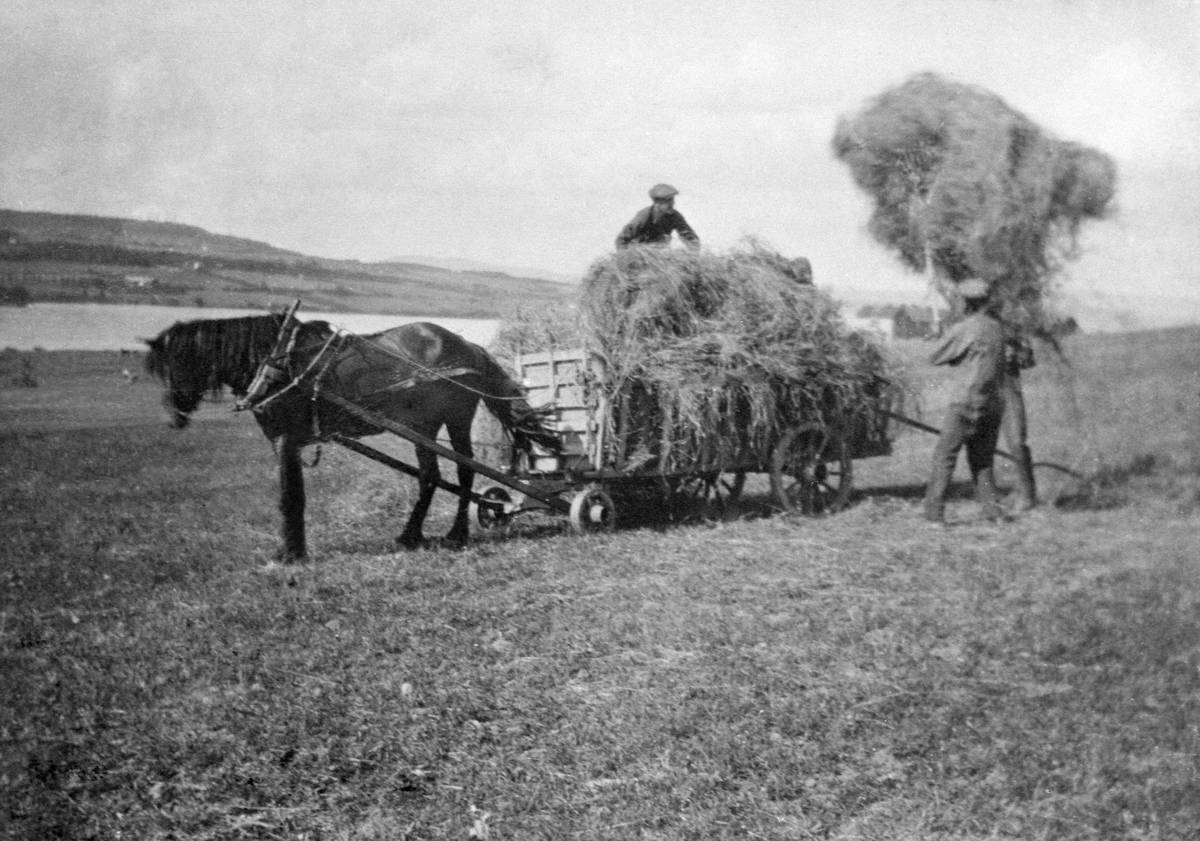 Anno Domkirkeodden, Hest med 4-hjuls høyvogn. 2 menn lesser høy på Toftes Gave, Nedre Sund, Helgøya.