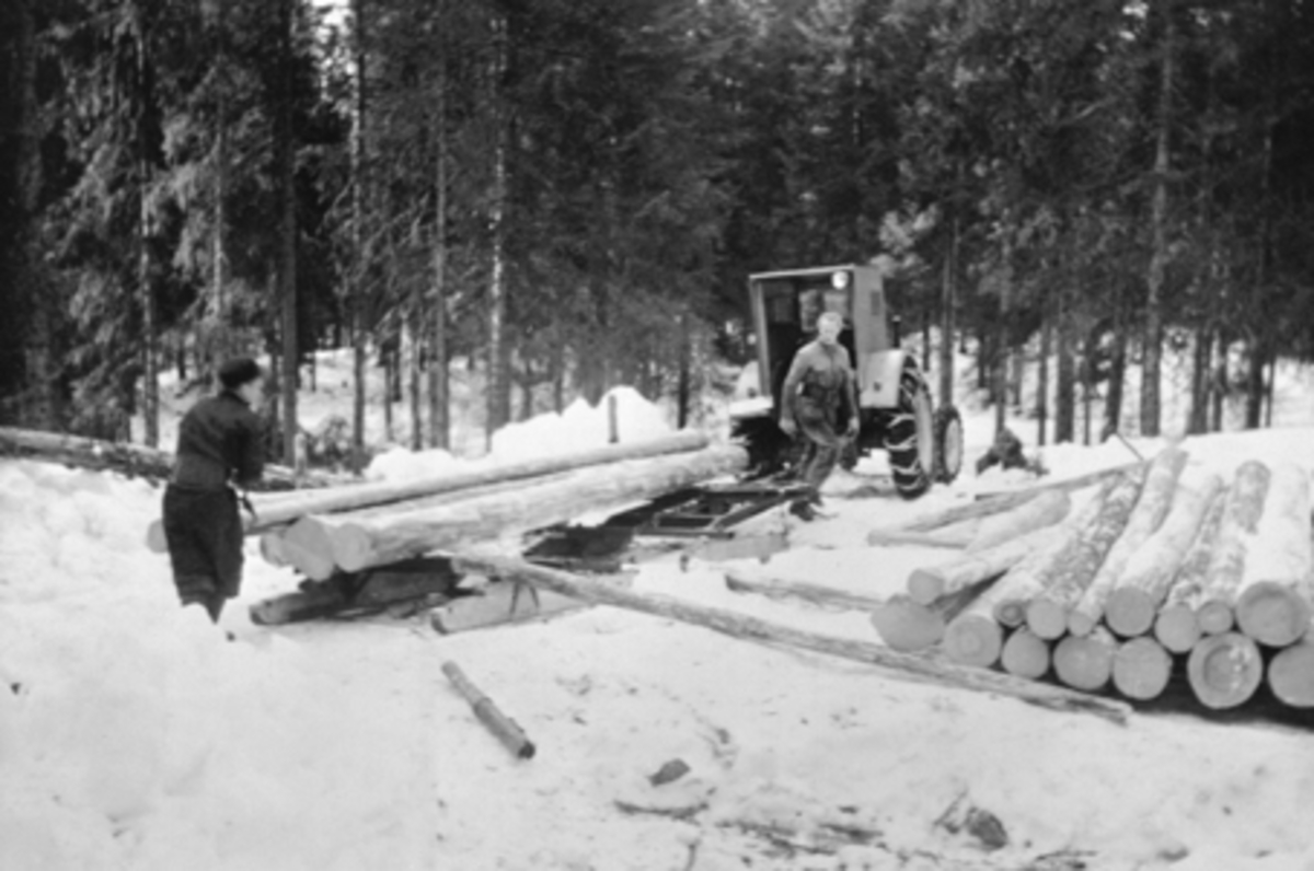 Anno Domkirkeodden, Tømmertransport i Ringsaker Almenning. Landbrukstraktor med Moelven traktorrustning. Bukk med belastningsbank. Avlessing ved tømmervelte.