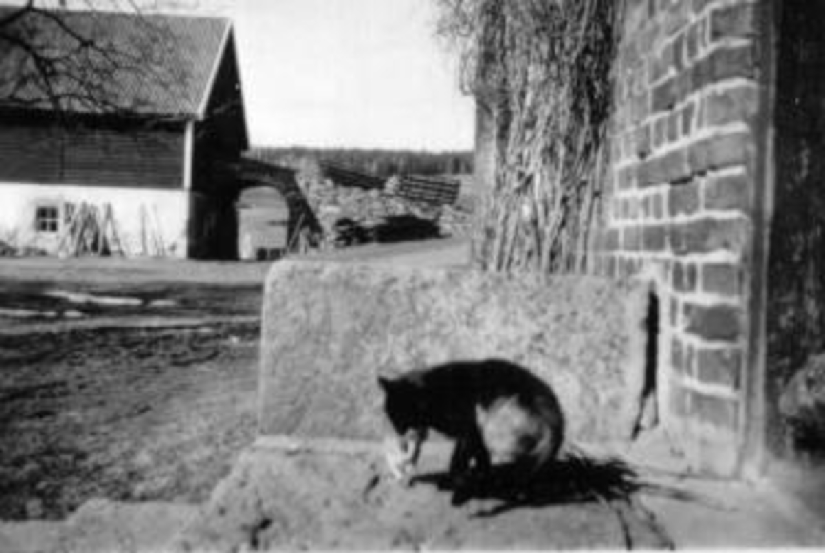 Anno Domkirkeodden, Flyttedag. Kattemor med kattunge i munnen på trappa utenfor hovedbygningen på Kise mellom, Nes, Hedmark.