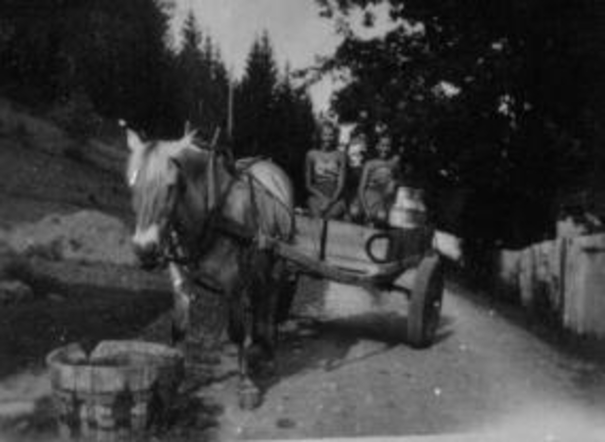Anno Domkirkeodden, Hest med stuttkjerre kjørt av 2 jenter, på bygdevegen som går over tunet på Presterud, Helgøya. Melkespann på kjerra og vanning av hesten.