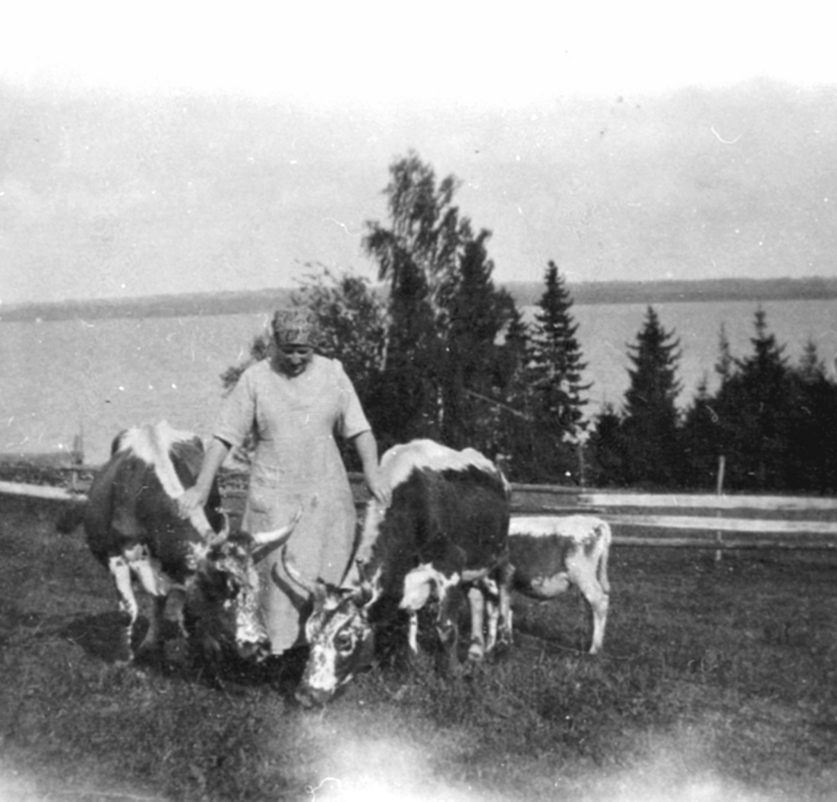 Anno Domkirkeodden, Julie Stefferud (f 1899) med kuene sine i Frang, Helgøya. Telemarksku.