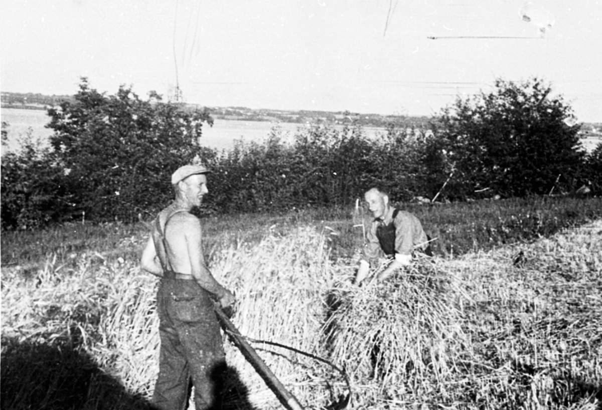 Anno Domkirkeodden, Skuronn i Linnerud, Helgøya. Trygve Linnerud meier korn med boge på ljåen. Broren Otto tar opp kornet.