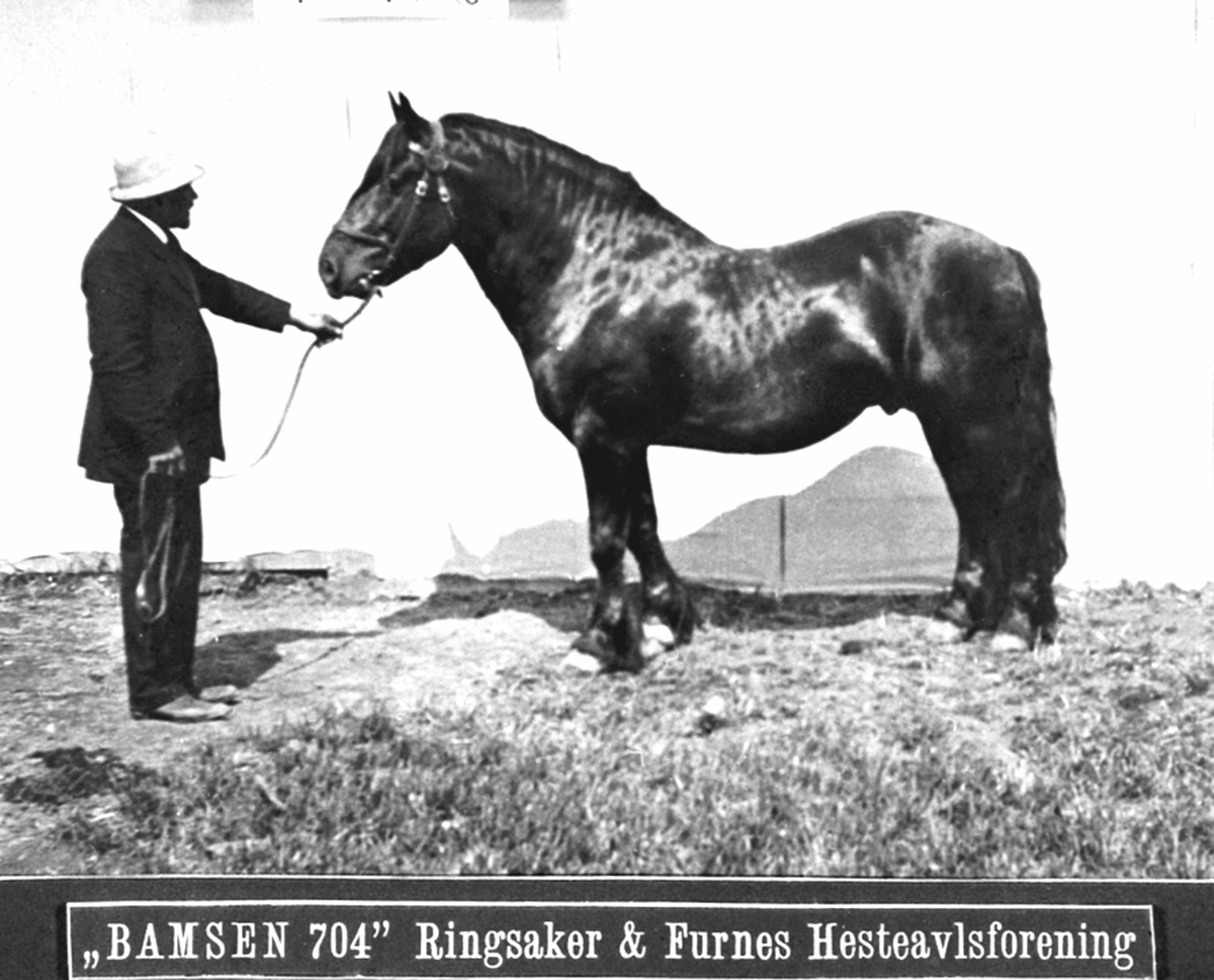 Anno Domkirkeodden, Avlshingsten 704 Bamsen fra Ringsaker og Furnes hesteavlsforening. Foret opp på Granerud, Veldre. Eier var Ringsaker og Furnes Hesteavlsforening.