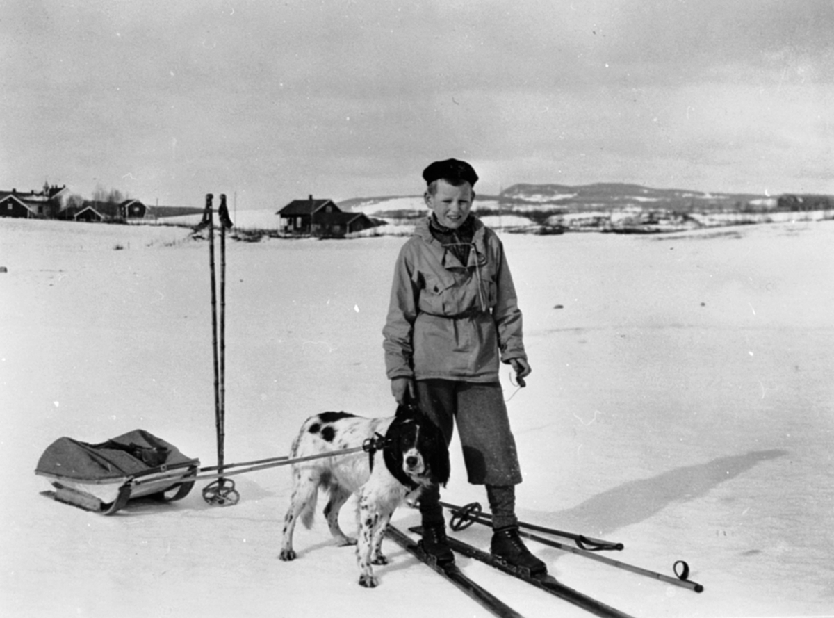 Anno Domkirkeodden, Karl Alf Løken på ski med hund og slede. Furnes, Ringsaker.