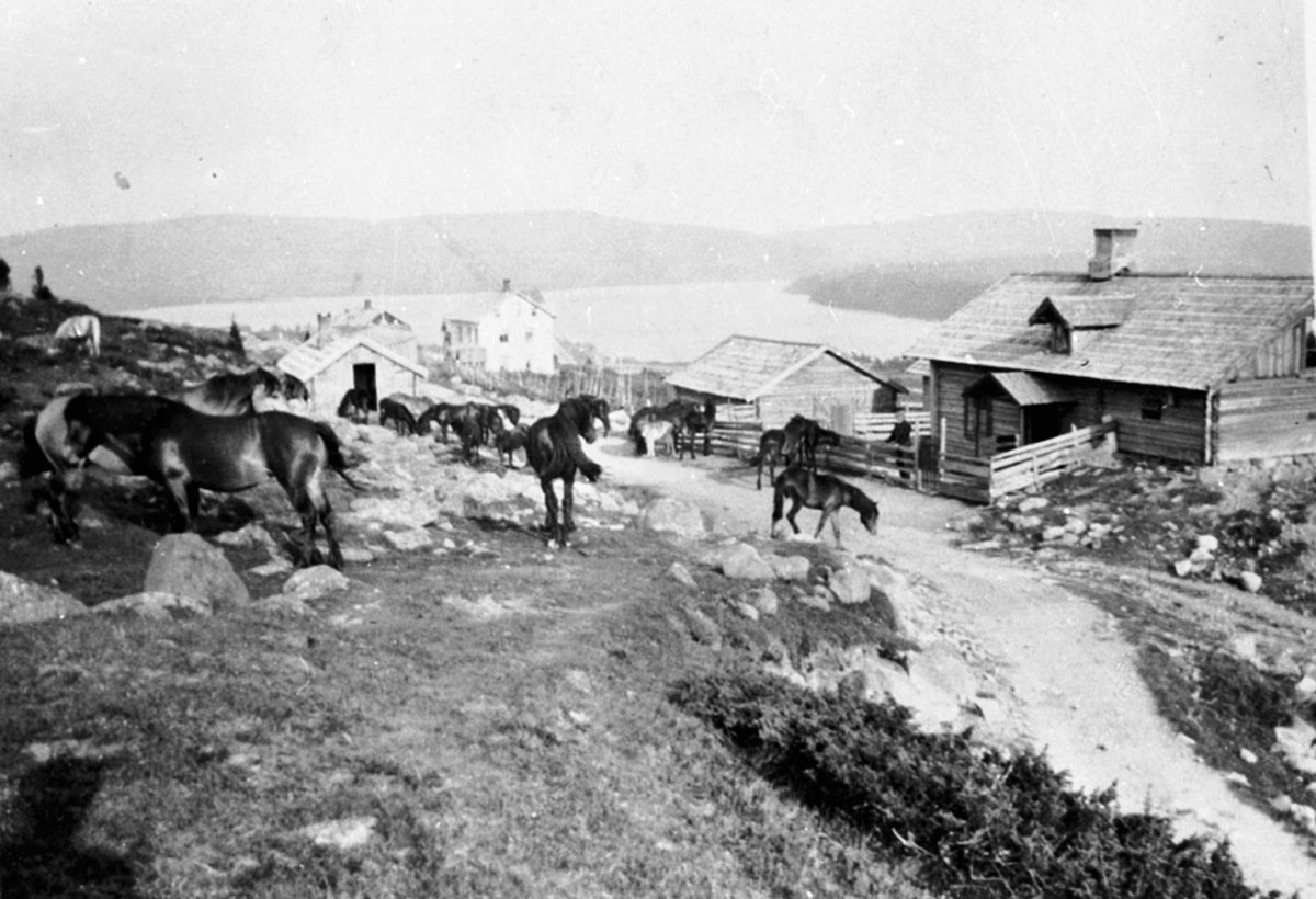 Anno Domkirkeodden, Hestefølge på Fremg midtre sin seter på Sjusjøen. I bakgrunnen er Halla som nå er Sjusjøen fjellstue.