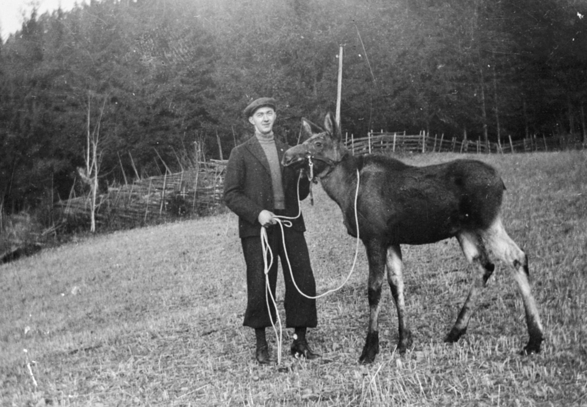 Anno Domkirkeodden, Magne Løvstuen med tam elgkalv i Løvstuen, Brøttum, Ringsaker.