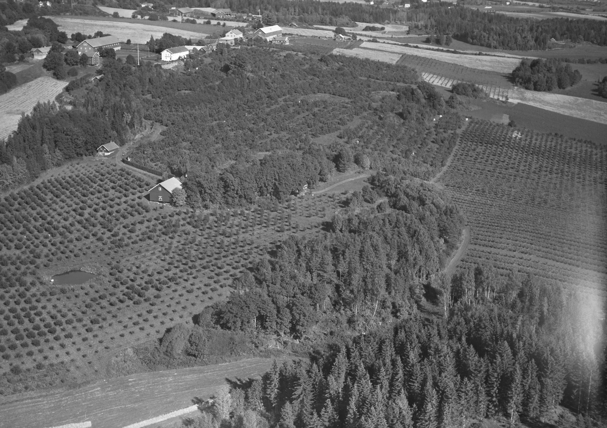 Anno Domkirkeodden, Flyfoto, gardsbruk, hagebruk, Aske nordre, Nes, Hedmark.