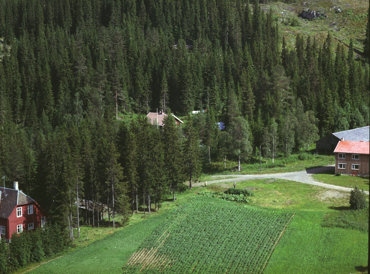 Widerøes Flyveselskap A/S, Flyfoto, Mesnalia. Overlegeboligen til Mesnalien Kursted til venstre i bildet. Løkka, bolig for ansatte ved kurstedet, til høyre. Nystua, del av Mesnalien Kursted, halvt skjult bak trærne.