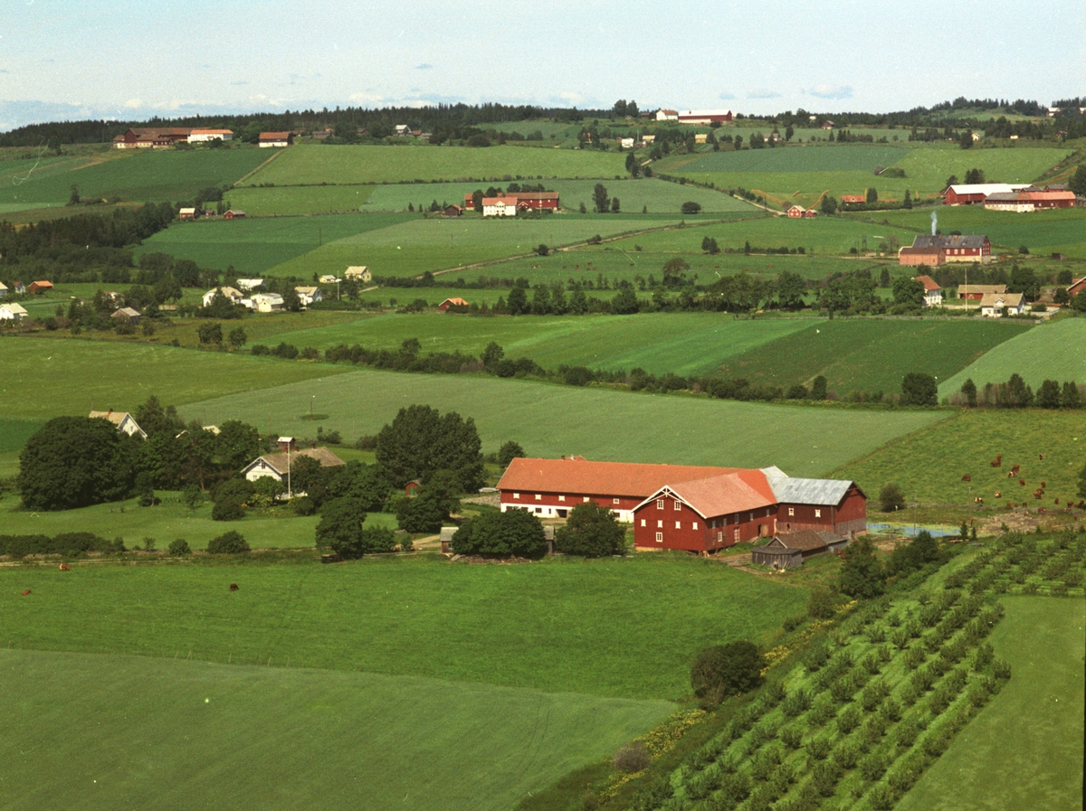 Widerøes Flyveselskap A/S, Flyfoto, gardsbruk, Hoelstad, dyr på beite, Nes, Hedmark.