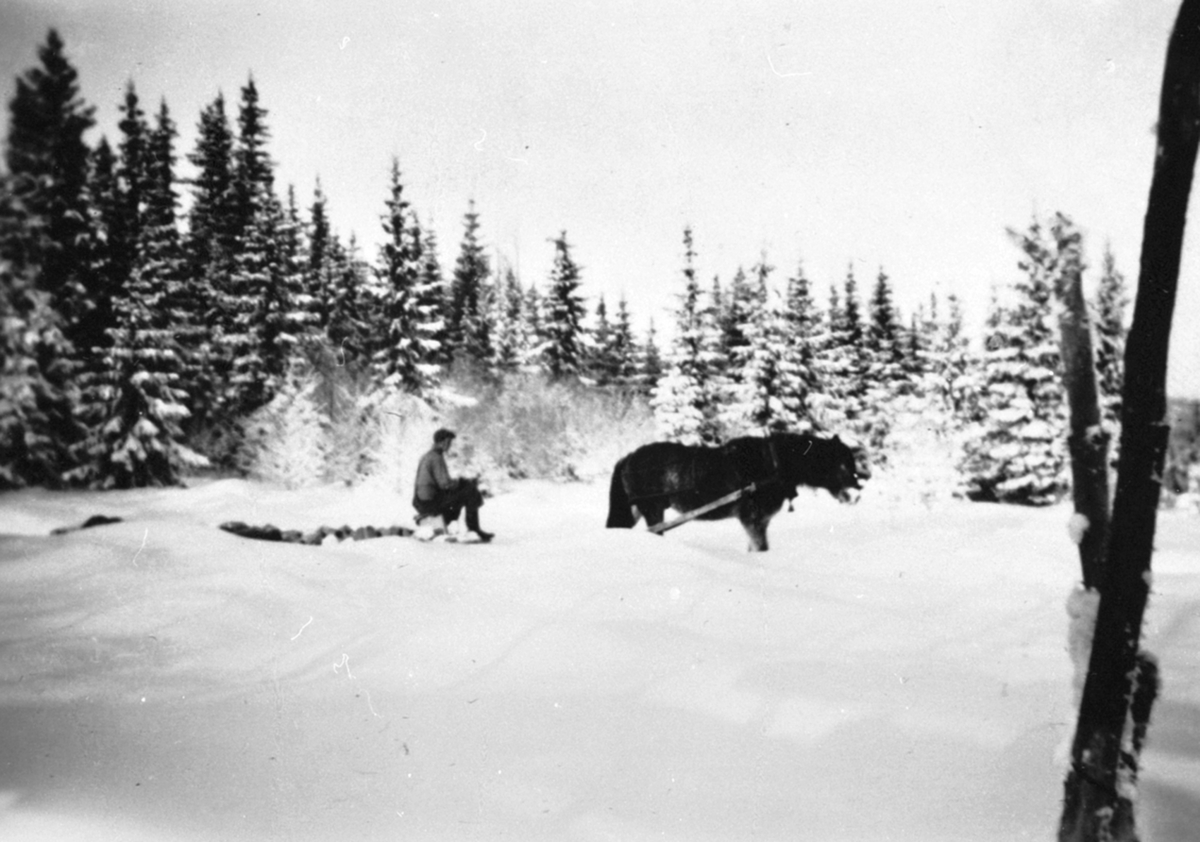 Anno Domkirkeodden, Magnus Sørum med hesten "Rauen" kjører stein på slede fra nybrott. Tranberg, Ringsaker. Vinter. Kjører stein fra nybrott på "Andersgard" en del av Tranberg med steinlem.