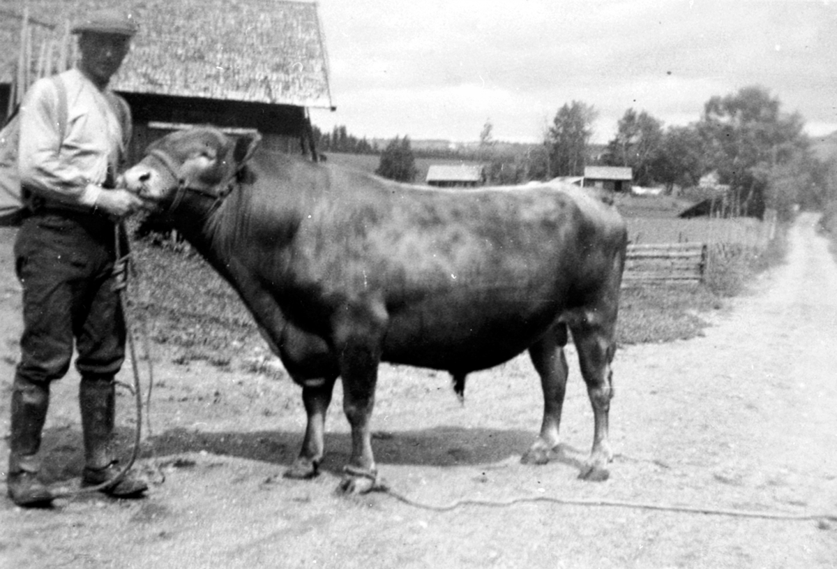 Anno Domkirkeodden, Hans Stordahl med avsloksen Smørbutt på Aanerud ned, Veldre, Ringsaker.