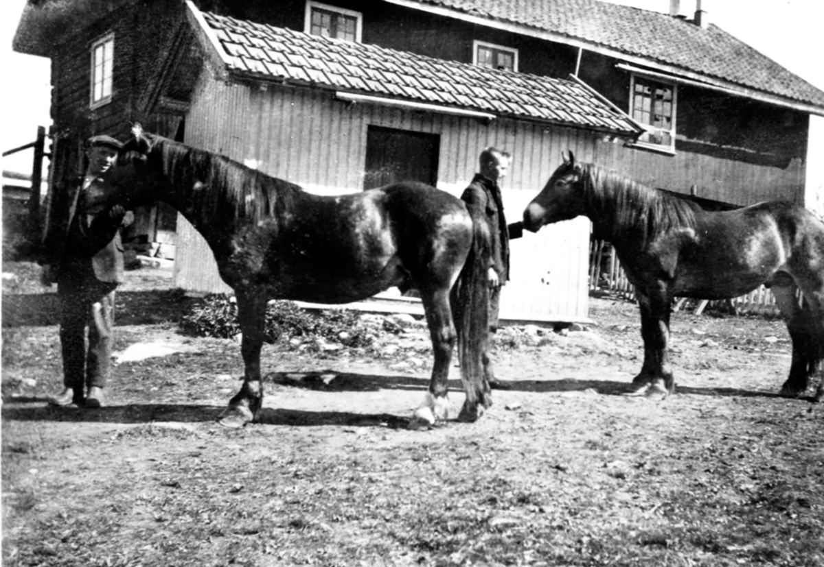 Anno Domkirkeodden, Hans og Erling Storlien med hester foran kumhus og stabbur på Storlien gård, Veldre, Ringsaker.