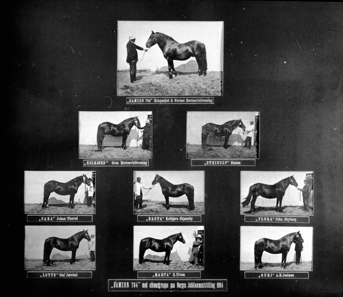 Anno Domkirkeodden, Ni hester, åtte av dem er avkom etter Ringsaker og Furnes hesteavlsforening sin hingst "Bamse". Kolbjørn, Steinulv, Sara, Basta, Flora, Lotte, Marte, Guri blir presentert på Norges jubileumsutstilling i Oslo i 1914.