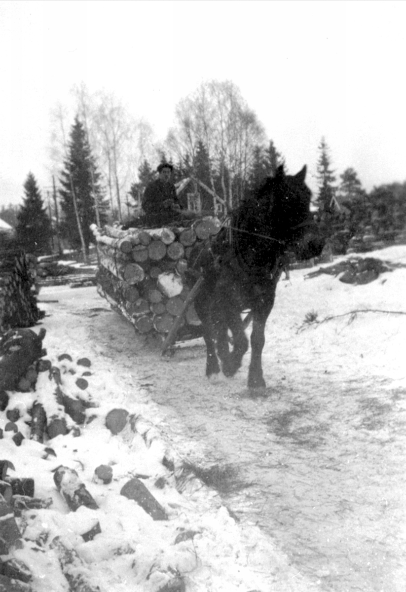 Anno Domkirkeodden, Gunnar Kristiansen kjører tømmer med hest til Langmosaga på Holen i Veldre, Ringsaker.