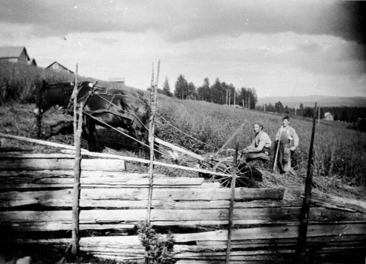 Anno Domkirkeodden, Høyonn på Lien, Åsmarka, Ringsaker. To hester med slåmaskin. Sigurd Rudi på slåmaskina. Stående bak er Olaf Storsveen. Skigard i forgrunn.