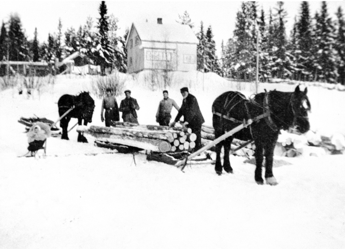 Anno Domkirkeodden, Tømmerlunning. To hester med lunnedrag, bukk og geit, fra Sæther gård til Kvitsandvika, Brøttum, Ringsaker. Kåre Bjerkhagen, Asbjørn Børresen, Arve Sæther, Anton Vea. Marit Sletten Lagmandsveen på sparken.
