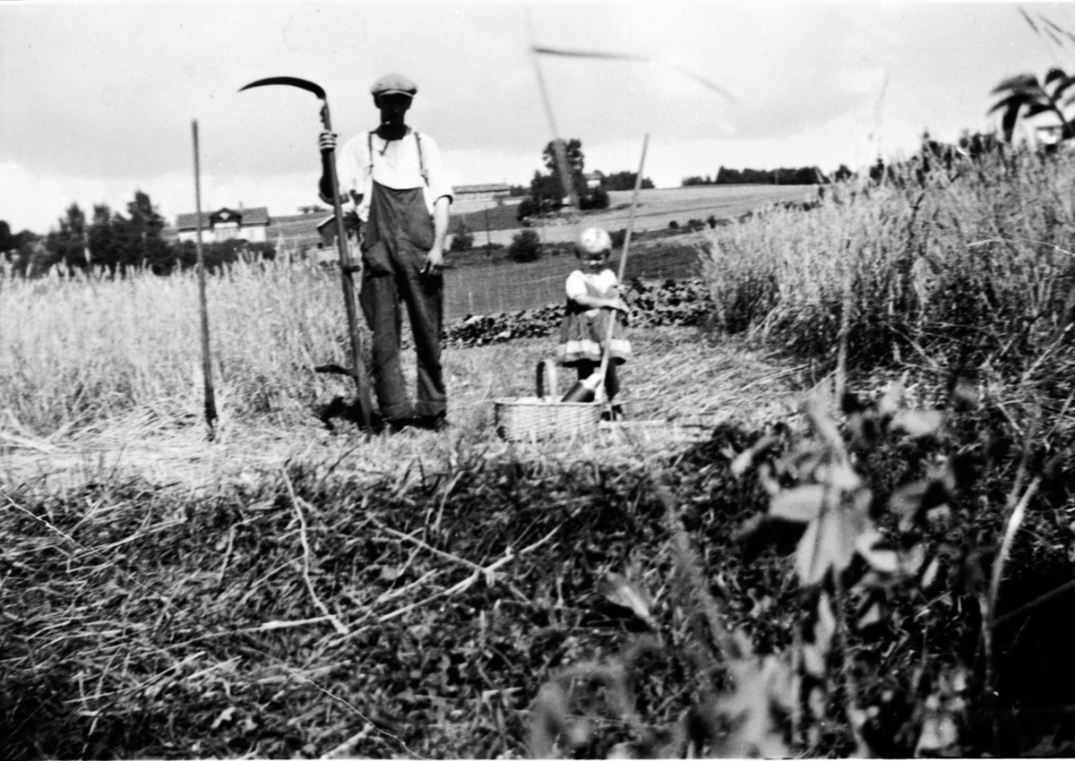 Anno Domkirkeodden, Skuronn på Røhr gård, Veldre, Ringsaker. Mejing med ljå rundt åkeren før skjæring. Alf Lierstuen med ljå. Den vesle jenta er Ragnhild Røhr f.1934.