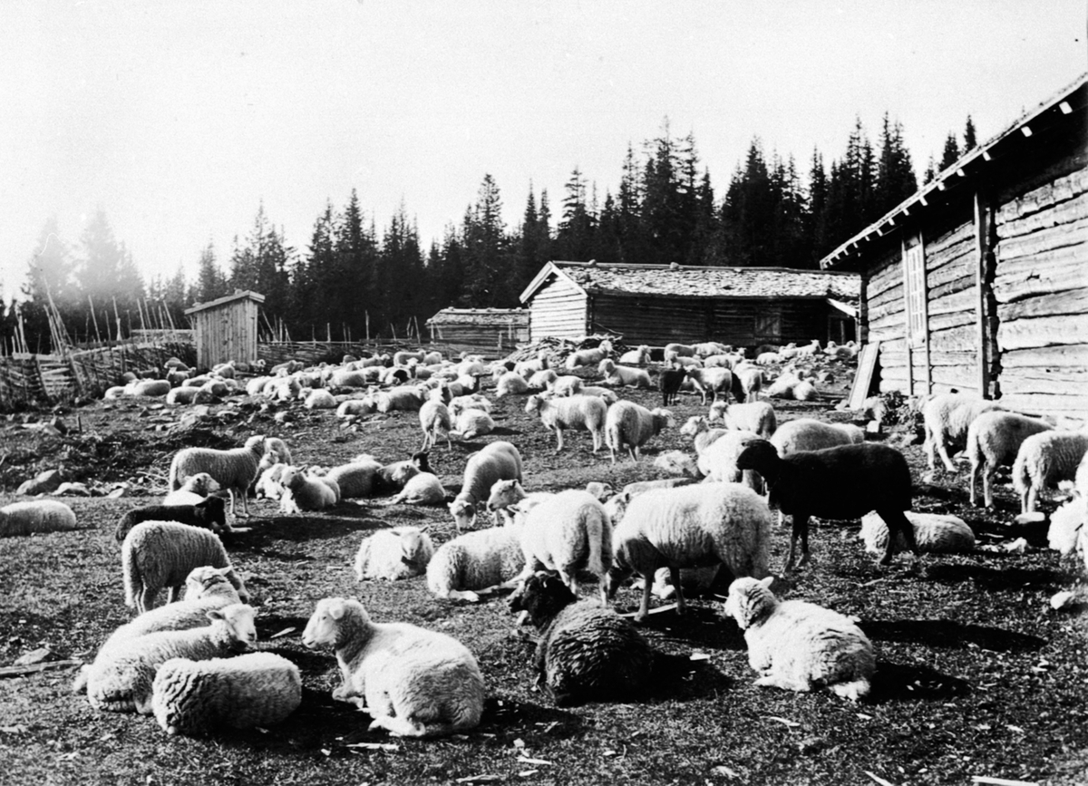 Anno Domkirkeodden, På Gammelskolla seter under Fuglseng legatgård, mye sau i kvea, seterhus med spontak.