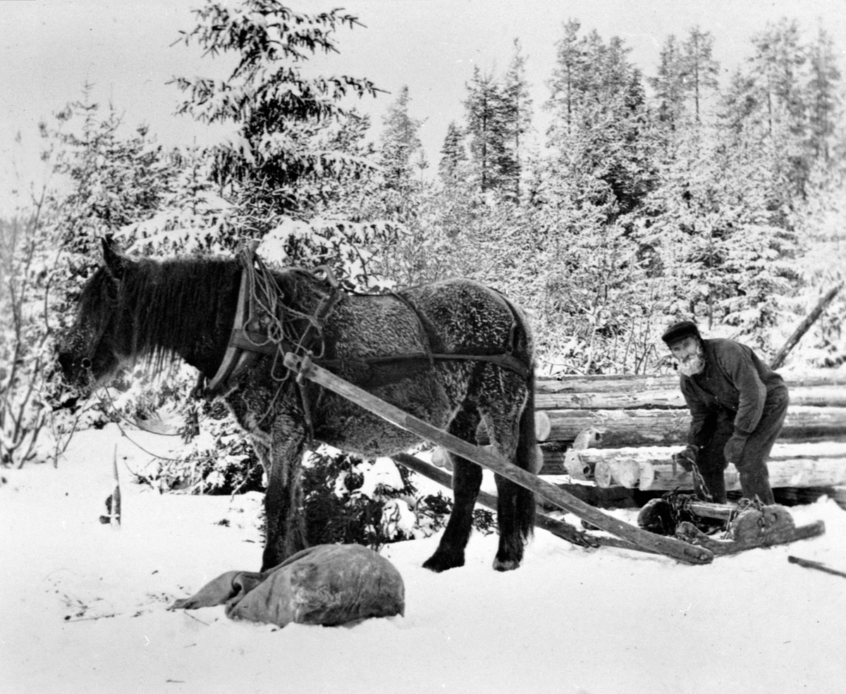 Anno Domkirkeodden, Tømmerlunning med hest og bukk. Johan Skolemesterløkken i skogsarbeid, Ringsaker Almenning.