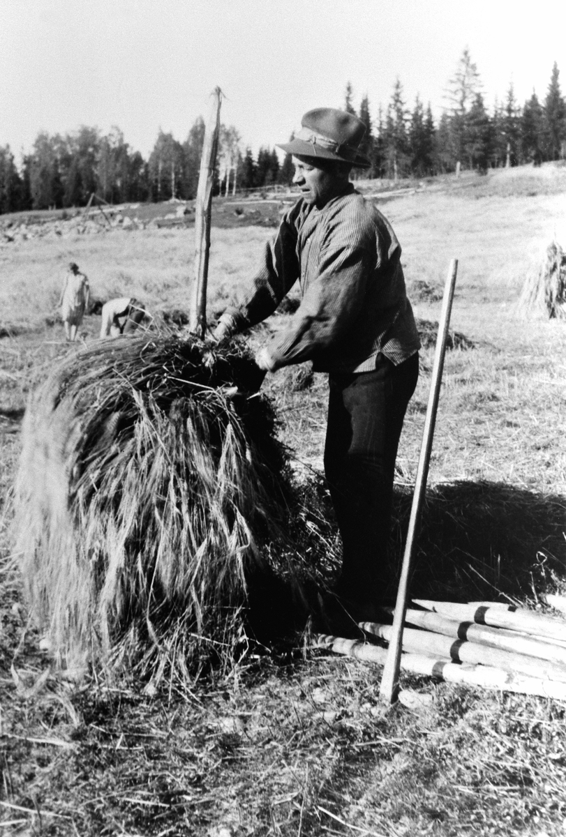 Anno Domkirkeodden, Skuronn på Bårdset, Næroset, Ringsaker. Magnus Bakke drar kornband på staur til sneis.