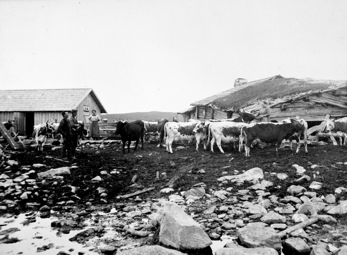Anno Domkirkeodden, Setervoll, Stor-Elvdal?, Nyskolla seter ?, Ringsakerfjellet.