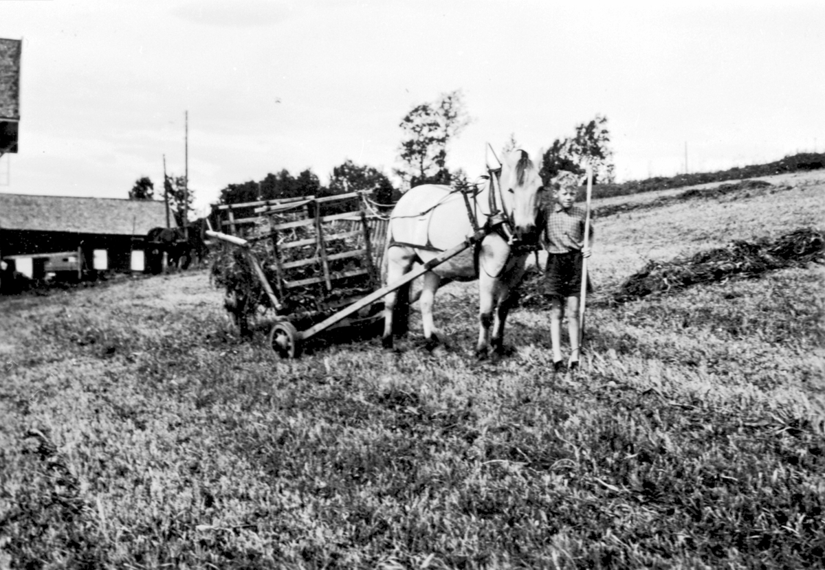 Anno Domkirkeodden, Høyonn på Bjerklien søndre, Åsmarka, Ringsaker. Andreas Bjerklien f.1930 (?)med Blakken og høykjerre.