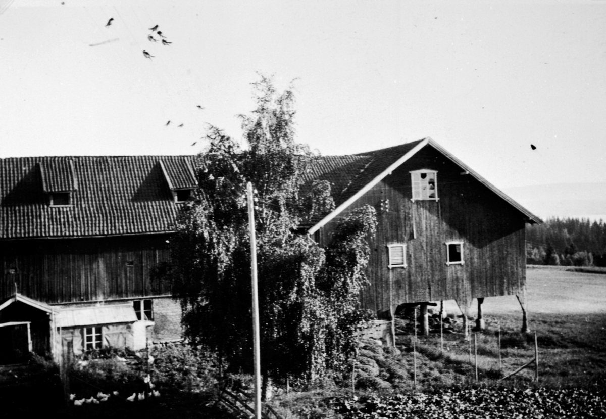 Anno Domkirkeodden, Låven og fjøset på Lodviken, Helgøya.